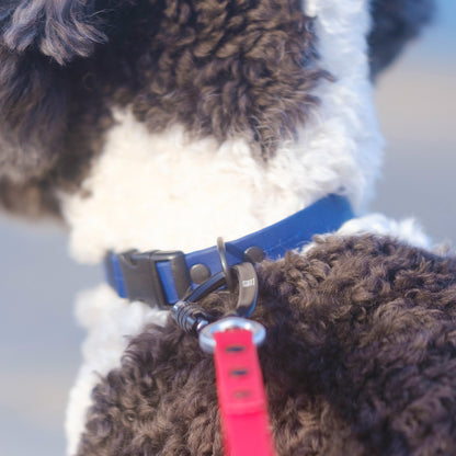 首輪（寒色系）