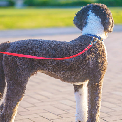 首輪（寒色系）