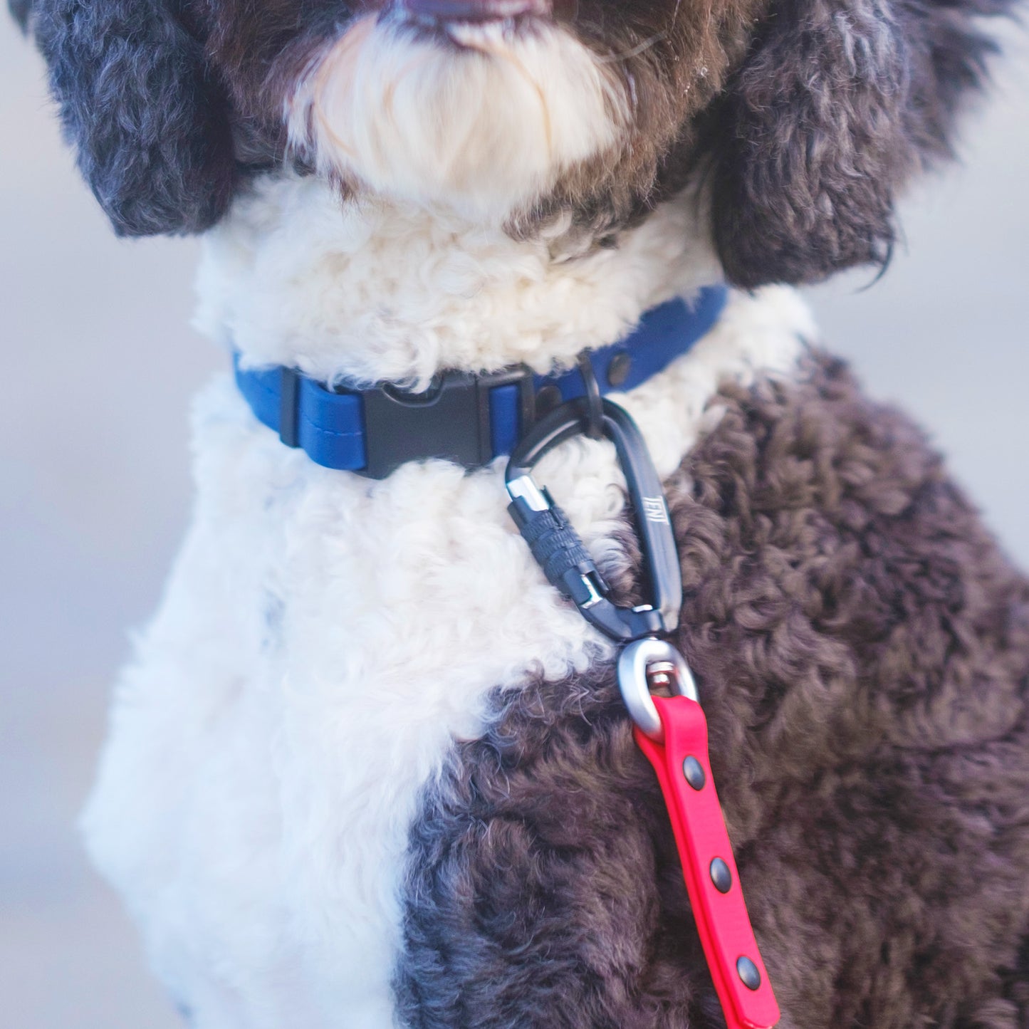 首輪（寒色系）