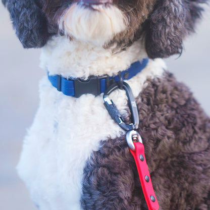 首輪（寒色系）